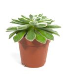 echeveria-setosa.jpg