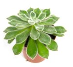 echeveria-setosa2.jpg