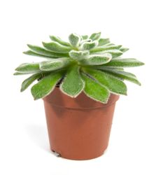 echeveria-setosa.jpg echeveria-setosa.jpg