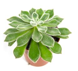 echeveria-setosa2.jpg echeveria-setosa2.jpg