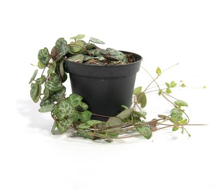 Ceropegia woodii, im 8cm Topf, Leuchterblume, hängend ca. 15cm lang