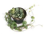 ceropegia-woodii2.jpg