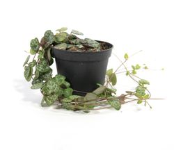 ceropegia-woodii.jpg ceropegia-woodii.jpg