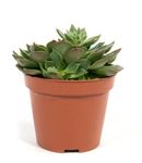 echeveria-miranda.jpg