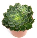 echeveria-miranda2.jpg