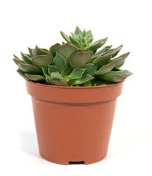 echeveria-miranda.jpg echeveria-miranda.jpg
