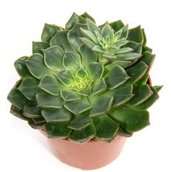 echeveria-miranda2.jpg echeveria-miranda2.jpg