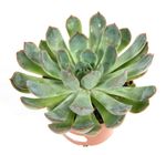 echeveria-mystry2.jpg