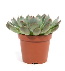 echeveria-mystery.jpg echeveria-mystery.jpg