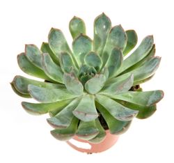 echeveria-mystry2.jpg echeveria-mystry2.jpg