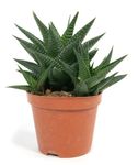 haworthia-linifolia.jpg