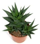 haworthia-linifolia2.jpg
