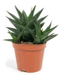 haworthia-linifolia.jpg haworthia-linifolia.jpg