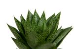 Gasteria-Ddue01--2-.jpg