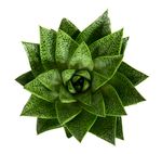 Gasteria-Ddue01--3-.jpg