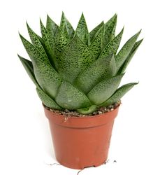 Gasteria-Ddue01--1-.jpg Gasteria-Ddue01--1-.jpg