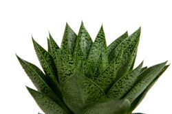 Gasteria-Ddue01--2-.jpg Gasteria-Ddue01--2-.jpg