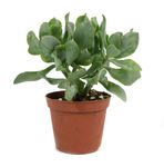 crassula-arborensis2.jpg