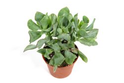 crassula-arborensis.jpg crassula-arborensis.jpg