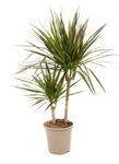 Dracaena-Marginata01.jpg