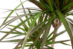 Dracaena-marginata02.jpg Dracaena-marginata02.jpg