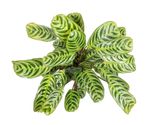 CtenantheBurleMarxii--1--Ctenanthe-burle-marxii---im-12cm-Topf--Stromanthe--ca--25cm-hoch.jpg