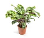 CtenantheBurleMarxii--2--Ctenanthe-burle-marxii---im-12cm-Topf--Stromanthe--ca--25cm-hoch.jpg