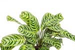 CtenantheBurleMarxii--3--Ctenanthe-burle-marxii---im-12cm-Topf--Stromanthe--ca--25cm-hoch.jpg