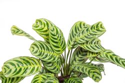 CtenantheBurleMarxii--3--Ctenanthe-burle-marxii---im-12cm-Topf--Stromanthe--ca--25cm-hoch.jpg CtenantheBurleMarxii--3--Ctenanthe-burle-marxii---im-12cm-Topf--Stromanthe--ca--25cm-hoch.jpg