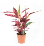 Calathea-strohmanthaTriostarT19-01.jpg