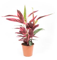 Calathea-strohmanthaTriostarT19-01.jpg Calathea-strohmanthaTriostarT19-01.jpg