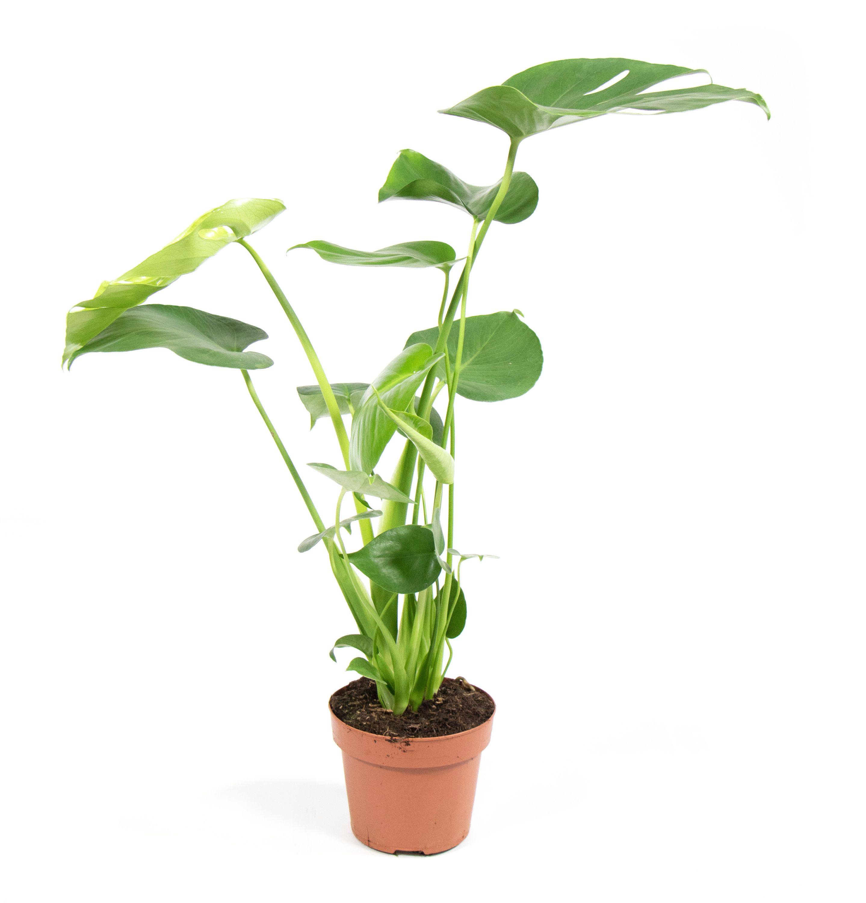 Monstera deliciosa, im 14cm Topf, Fensterblatt, Hhe ca. 40cm |  meingartencenter24.de - Garten Online Shop & Weber Grill Store