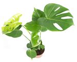 Monstera-deliciosaT14-2.jpg