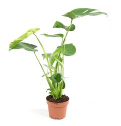 Monstera-deliciosaT14-1.jpg Monstera-deliciosaT14-1.jpg