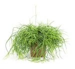 Rhipsalis-cereusculaCashero-T11-01.jpg