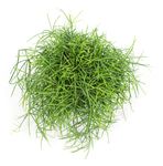 Rhipsalis-cereusculaCashero-T11-02.jpg