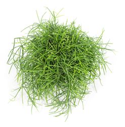 Rhipsalis-cereusculaCashero-T11-02.jpg Rhipsalis-cereusculaCashero-T11-02.jpg