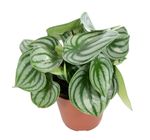 Peperomia-argyreia-T12Watermelon1.jpg