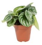 Peperomia-argyreia-T12Watermelon2.jpg