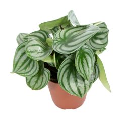 Peperomia-argyreia-T12Watermelon1.jpg Peperomia-argyreia-T12Watermelon1.jpg