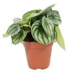 Peperomia-argyreia-T12Watermelon2.jpg Peperomia-argyreia-T12Watermelon2.jpg