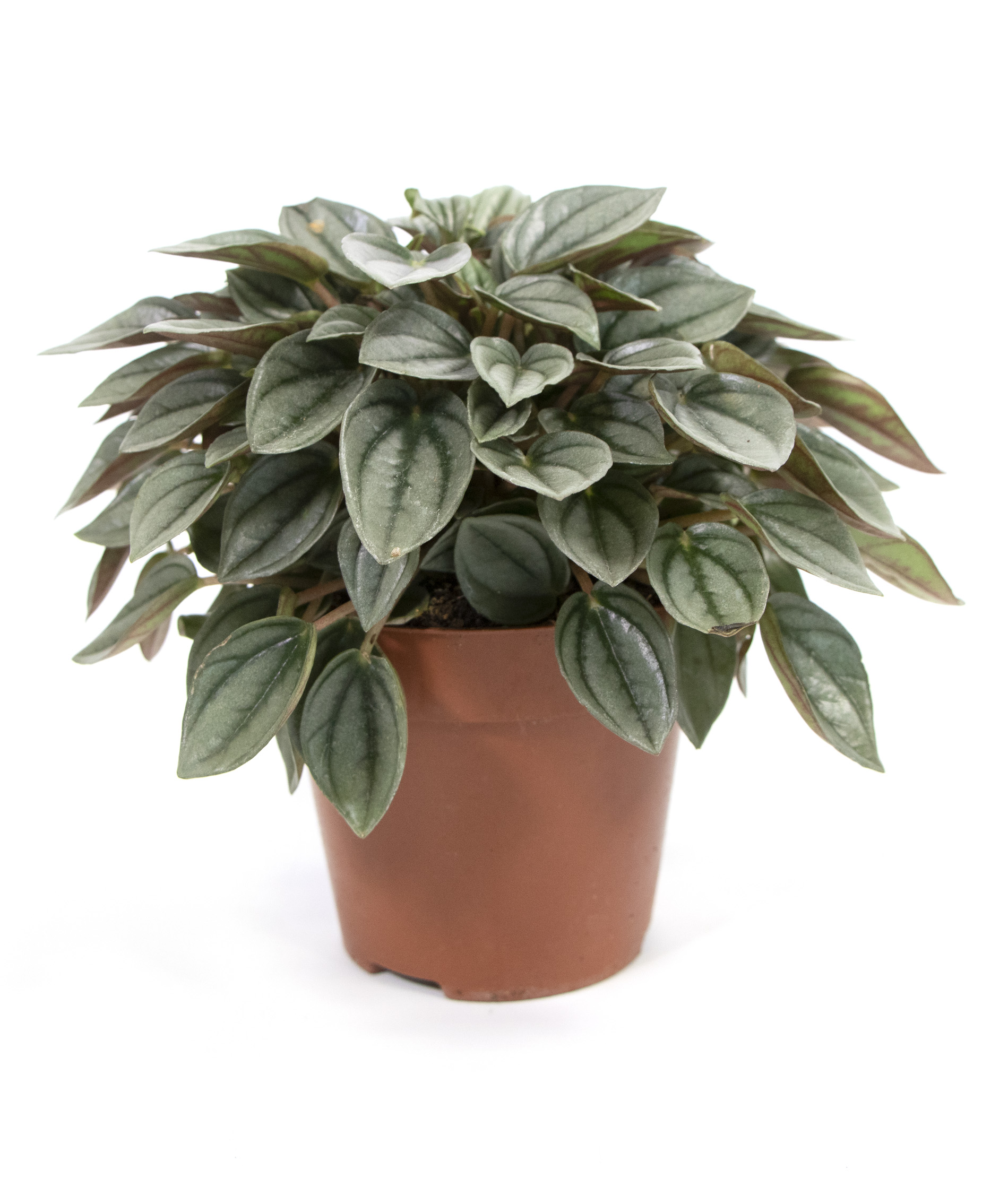 Peperomia caperata, Napoli Nights, im 12cm Topf, Zierpfeffer, Hhe ca. 15cm