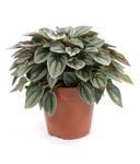 Peperomia-NapoliNightsT12-01.jpg