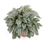 Peperomia-NapoliNightsT12-02.jpg