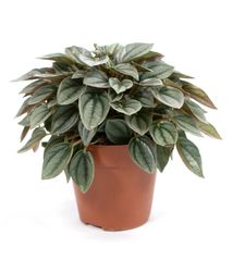 Peperomia-NapoliNightsT12-01.jpg Peperomia-NapoliNightsT12-01.jpg