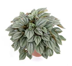 Peperomia-NapoliNightsT12-02.jpg Peperomia-NapoliNightsT12-02.jpg