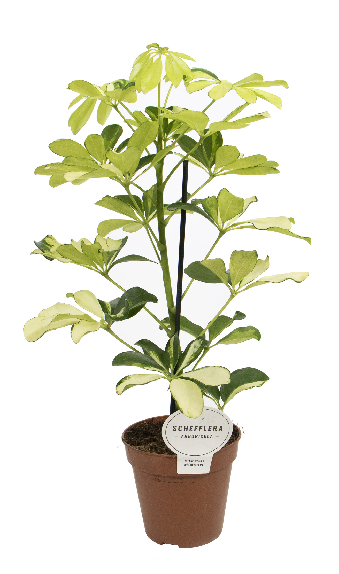 BALDUR Garten Schefflera Gold Capella Geflochtener Stamm  Zimmerpflanze 70  Cm Im 19 Cm Topf