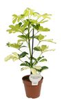 Schefflera-GoldCapellaT12-01.jpg