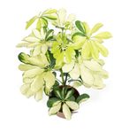 Schefflera-GoldCapellaT12-02.jpg