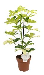 Schefflera-GoldCapellaT12-01.jpg Schefflera-GoldCapellaT12-01.jpg